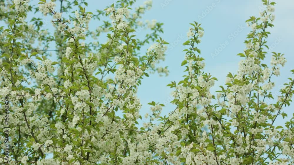Tree branches in blossom against a blue sky background. Dolly shot Tree branches in blossom against a blue sky background. Dolly shot