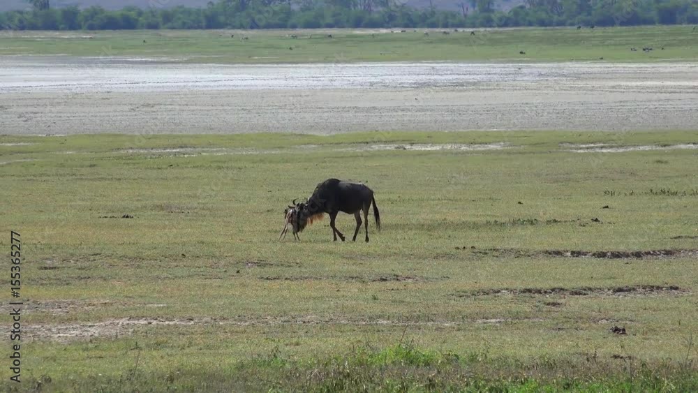 Антилопа гну возле только что родившегося теленка. Танзания. Кратер Нгоронгоро. Африка. 
