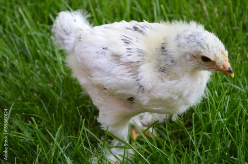Small chicks in the grass