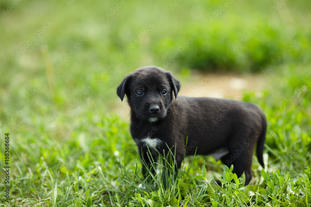 Little puppy on a background of green grass.