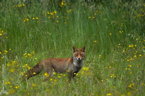 Volpe rossa (Vulpes vulpes) - ritratto su prato