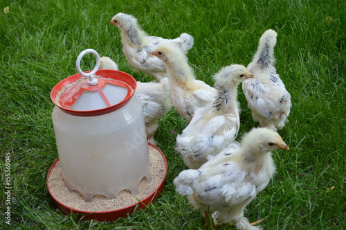 Small chicks in the grass