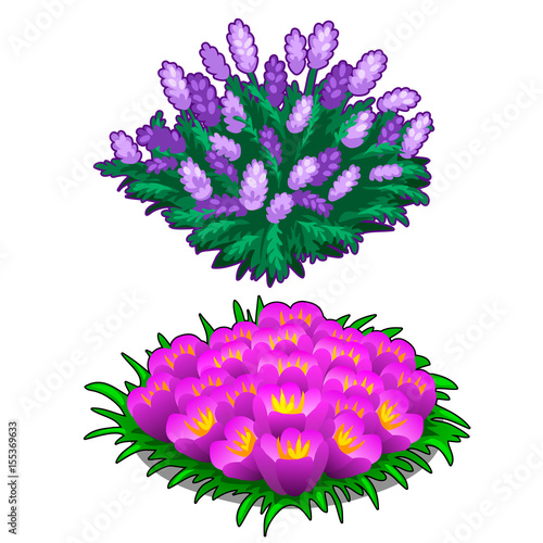 Two beautiful flower beds pink and purple color