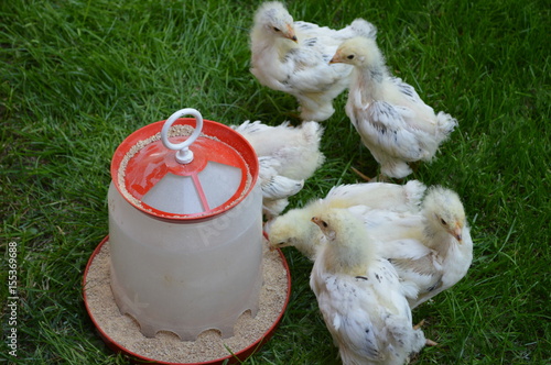 Small chicks in the grass