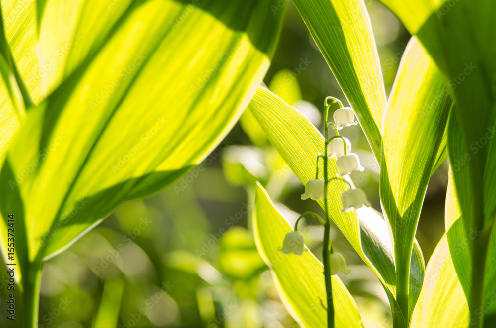Fototapeta premium lily of the valley in the garden