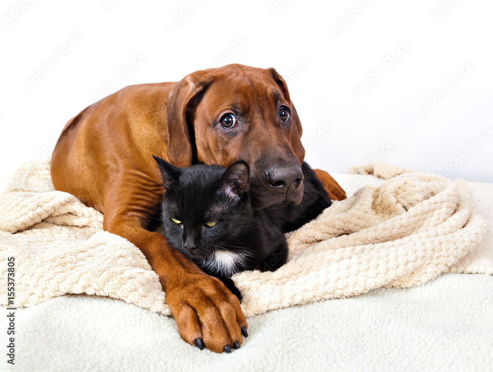 Puppy Rhodesian Ridgeback lying on white rug with a black cat together