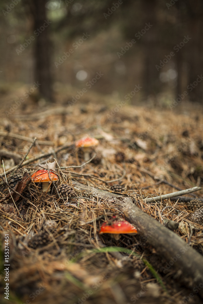 Amanita muscaria in the forest Amanita muscaria in the forest