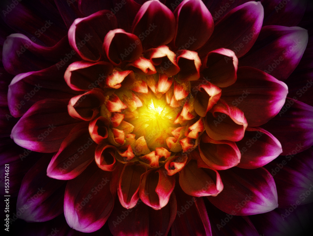 flower and petals flower and petals