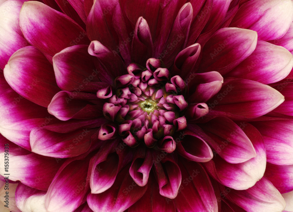 flower and beautiful petals flower and beautiful petals