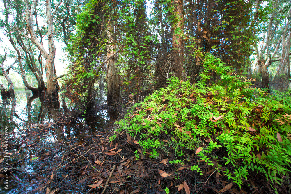 trees and leaves background in forest trees and leaves background in forest