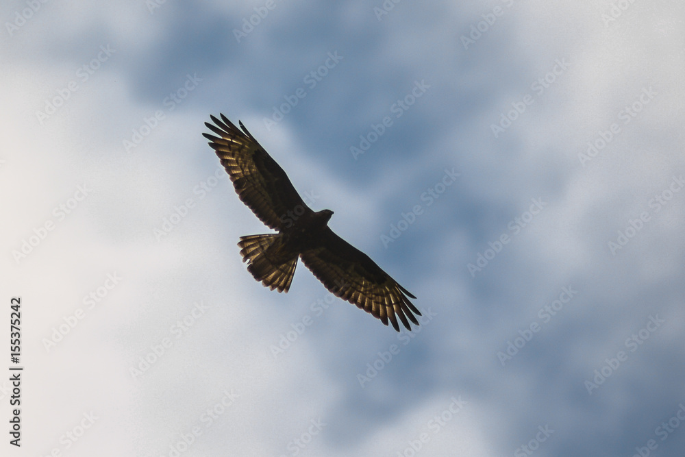 Obraz premium Falco pecchiaiolo (Pernis aviporus) in volo - silhouette