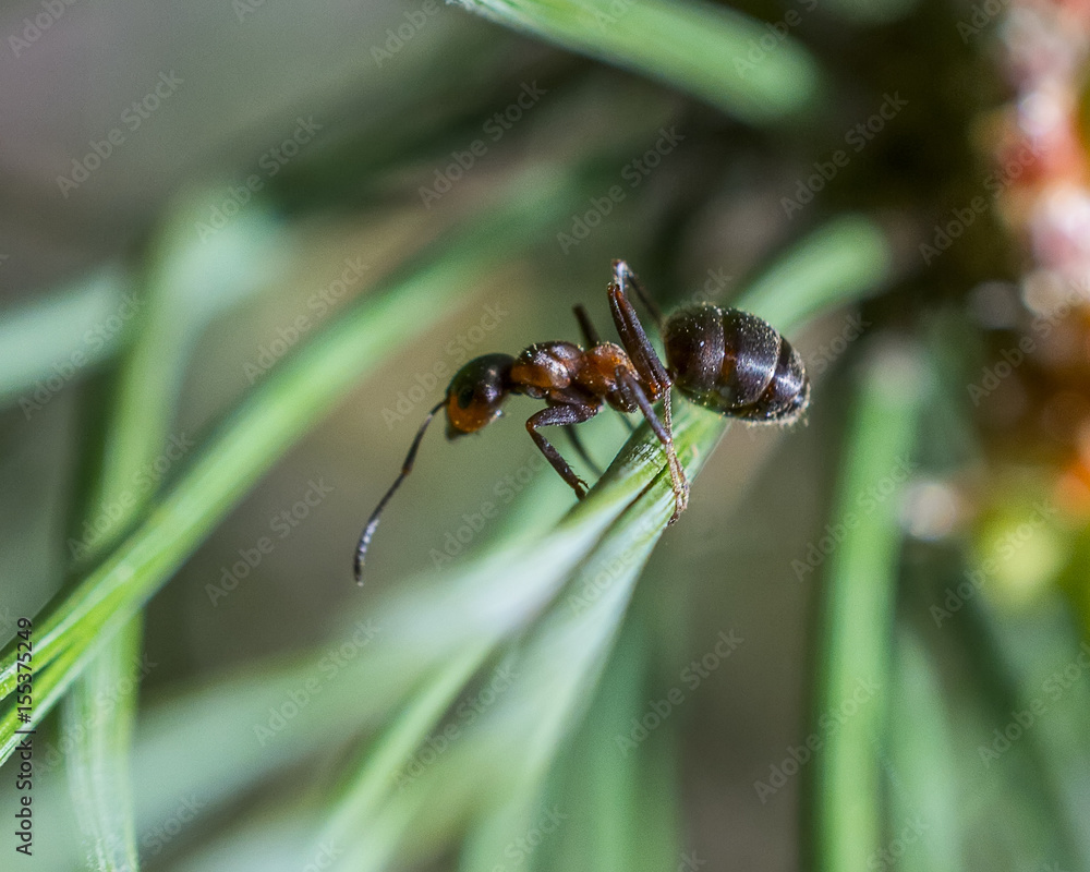 ant on a young pine tree ant on a young pine tree
