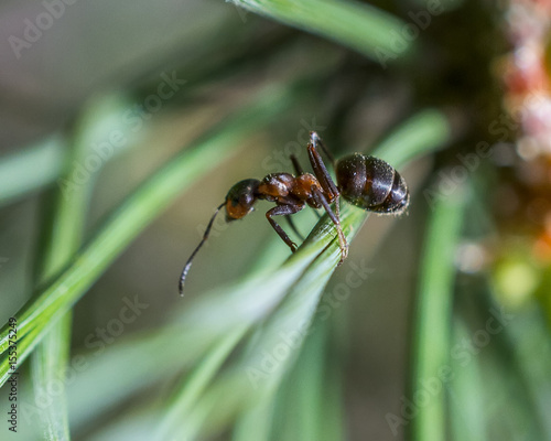 ant on a young pine tree  © shymar27