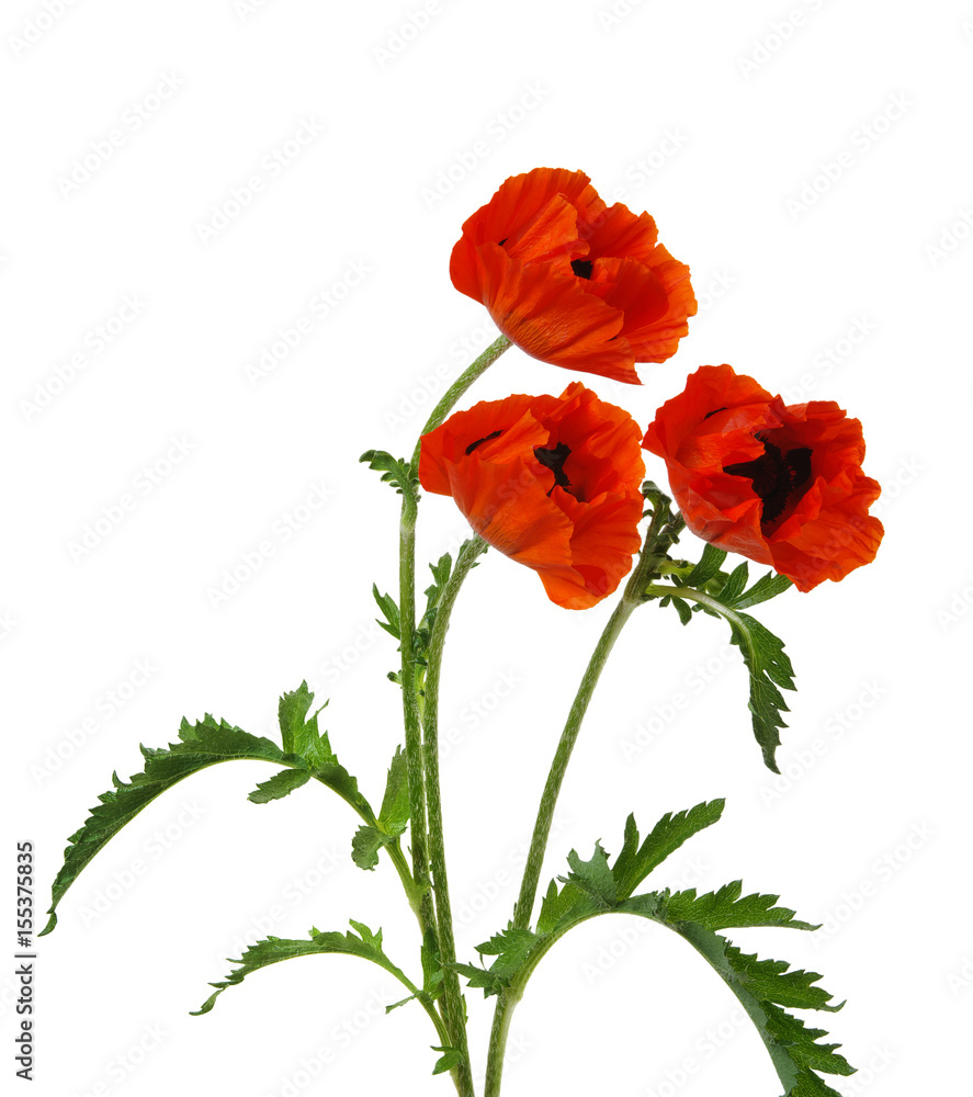 Obraz premium red poppy isolated on white