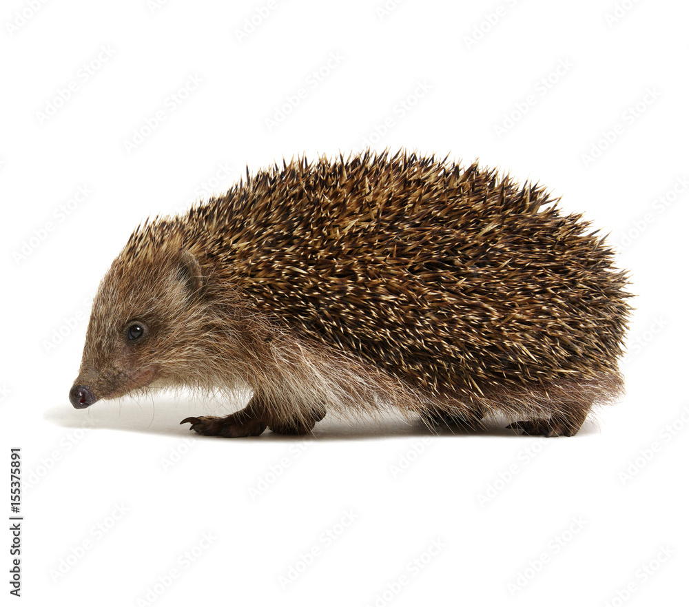 Obraz premium Hedgehog isolated on white