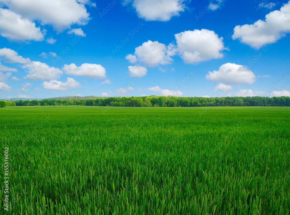  field and sky