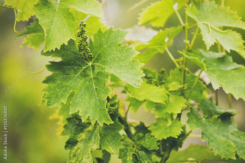Fototapeta premium Grape trees leafs. Unripe berries.