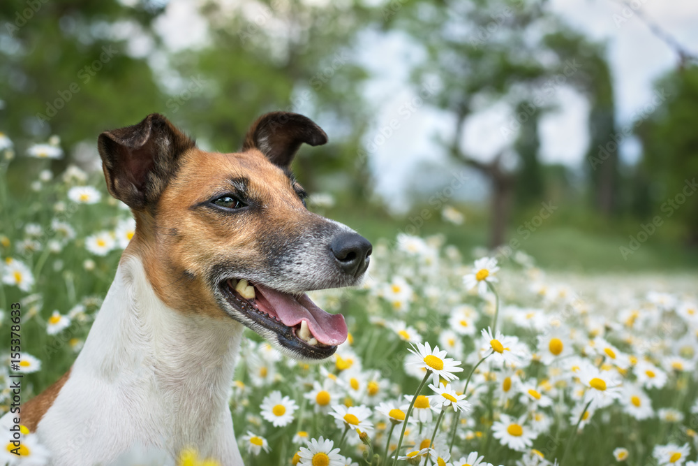 young dog is sitting on the green field chamomiles, and smiles