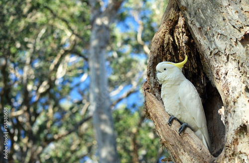 Australian Sulfur-crested Cockatoo, Cacatua galerita, perched in a hollow in a Broad Leaved Paperbark tree, Melaleuca quinquenervia, in Centennial Park, Sydney, Australia photo