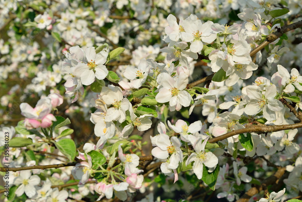 Lush white blooming Apple tree in spring Lush white blooming Apple tree in spring