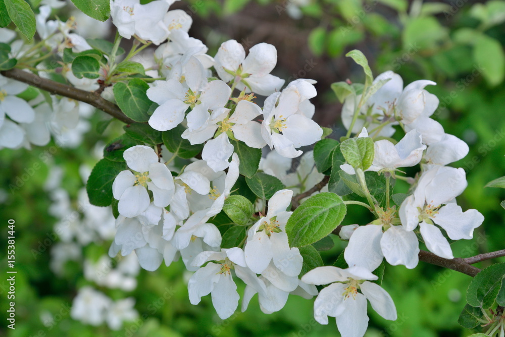 Branch of apple with white flowers