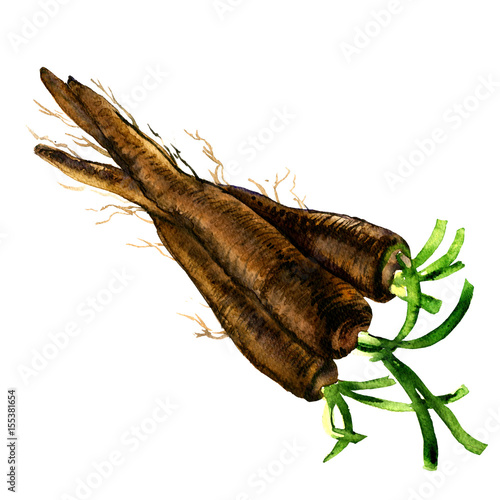 Bunch of fresh raw organic black salsify, root, isolated, watercolor illustration on white photo