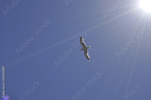 seagull 1