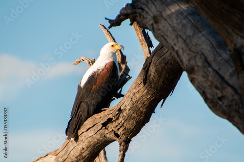 African Fish Eagle sitting in tree with blue background
