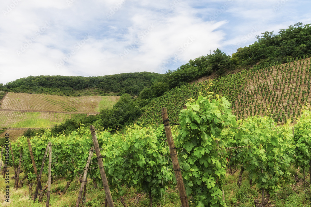 Vineyard in Southwest Germany Rhineland in Summer