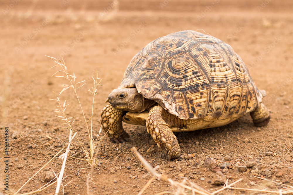 Obraz premium Leopard tortoise crossing the road, full length