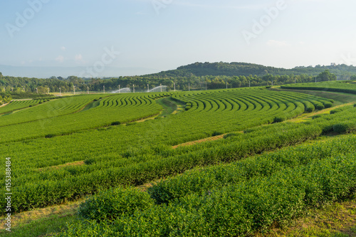 Pattern of Green tea farm curve in Chiang Rai, Thailand