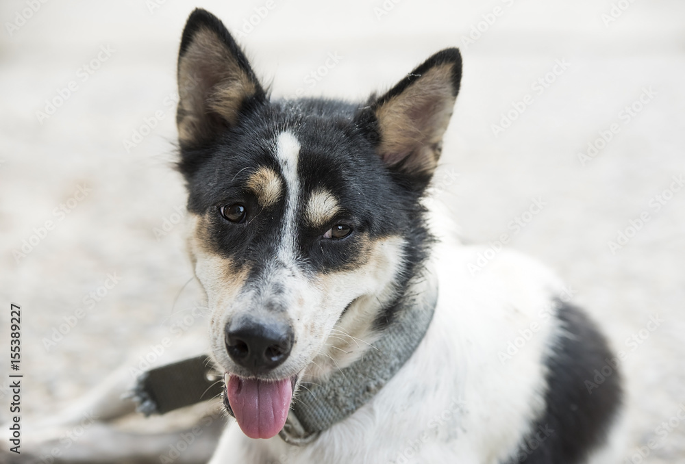 Dog with mouth open and tongue removed Dog with mouth open and tongue removed