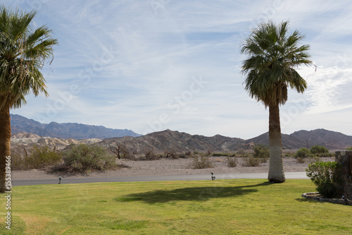 Palm Trees