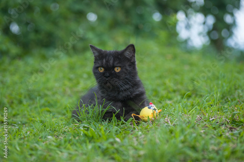 Black Cat Playing in the grass