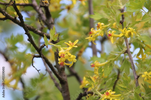 Yellow flowers of jostaberry