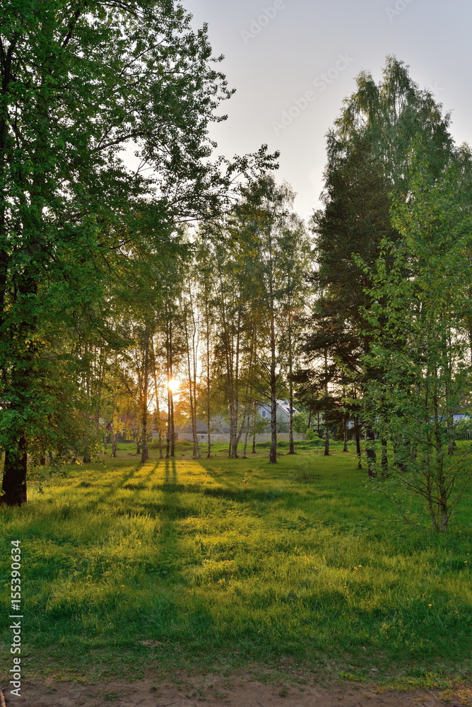 Obraz premium The sun's rays breaking through the branches in the birch grove