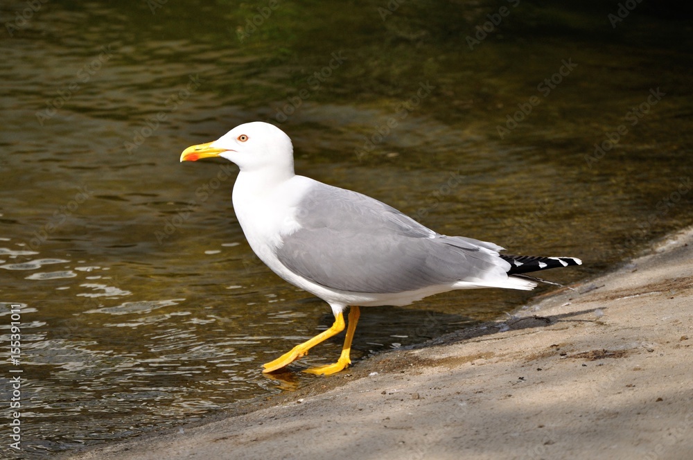Fototapeta premium Gaviota en el estanque