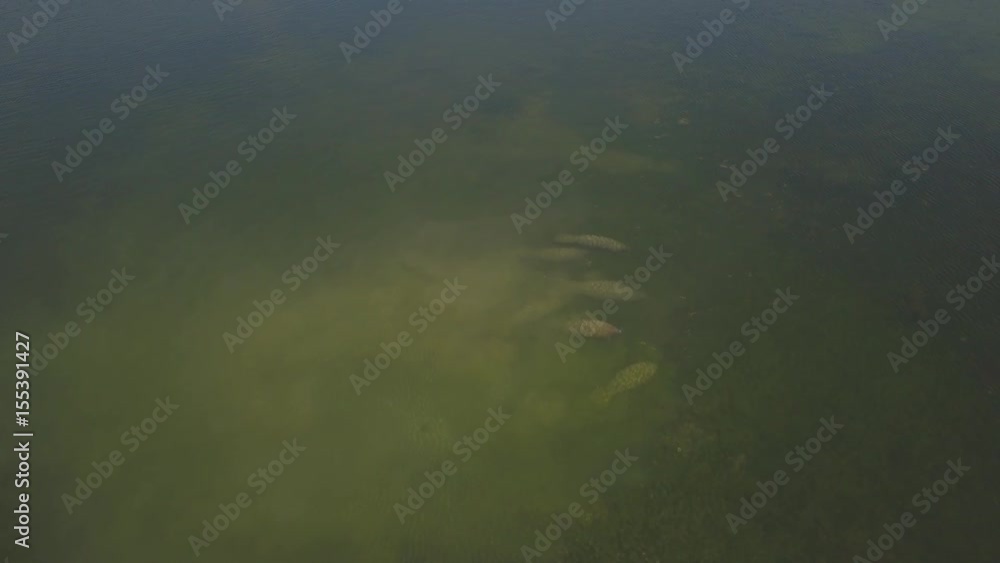 Aerial. A manatee family of 6 cows swim with kayakers. Rare shots. 4K Aerial. A manatee family of 6 cows swim with kayakers. Rare shots. 4K