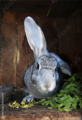 Fotografie Cute rabbit in cage with grass, bun portrait, animals world