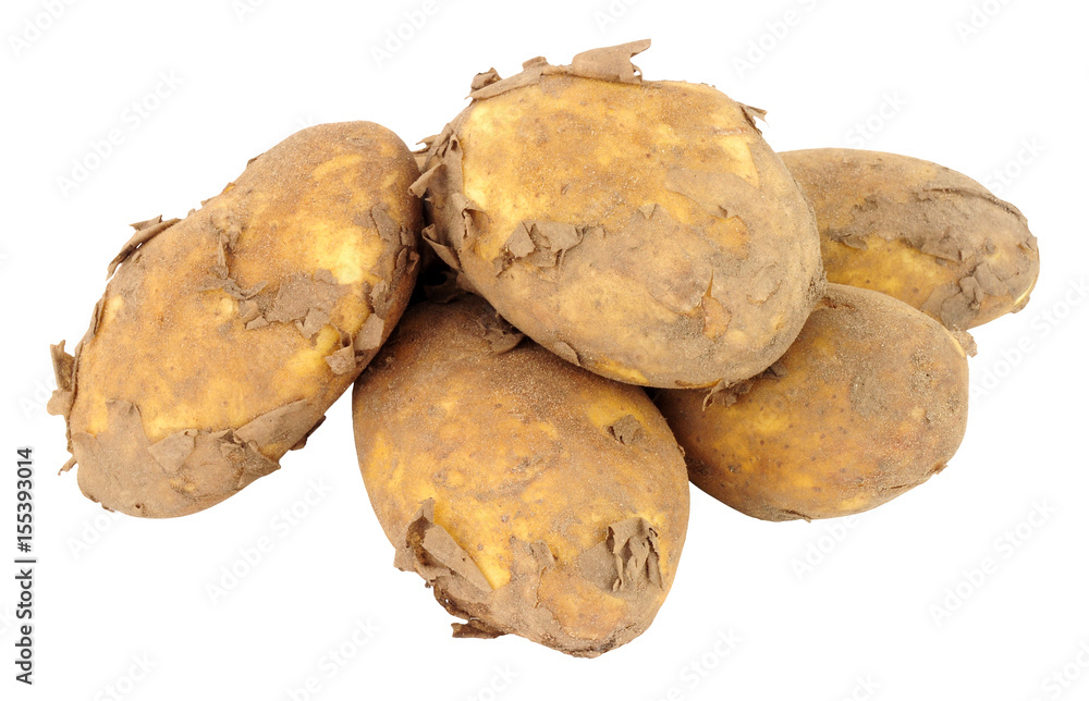 Group of dirty unwashed new potatoes isolated on a white background Group of dirty unwashed new potatoes isolated on a white background