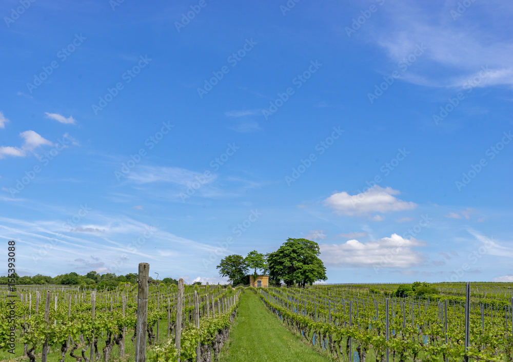 Vineyards in Rhineland-Palatinate at Ingelheim Germany