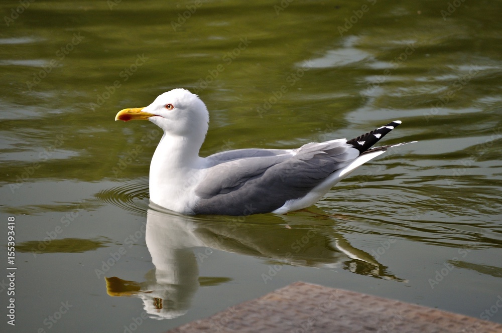 Fototapeta premium Gaviota nadando