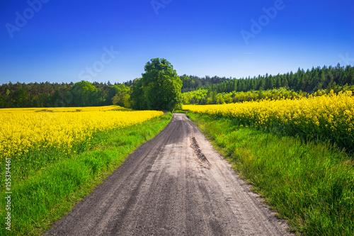 Road through yellow rapeseed field under blue sky in Poland