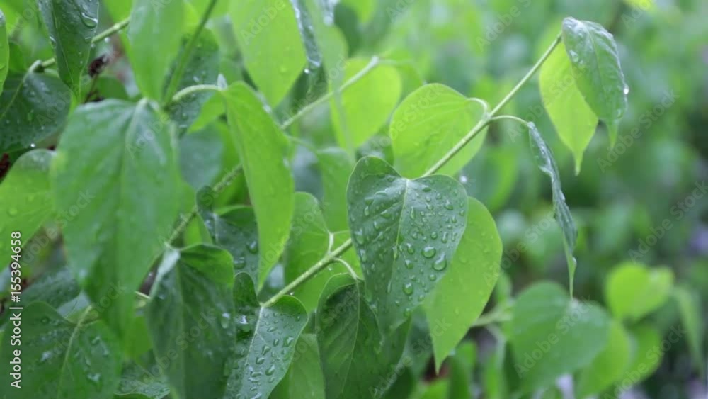 leaves wet drops of rain. leaves wet drops of rain.