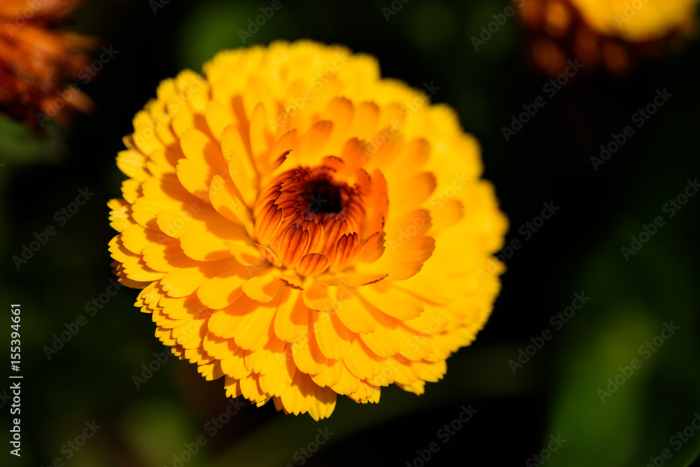 Obraz premium マリーゴールド