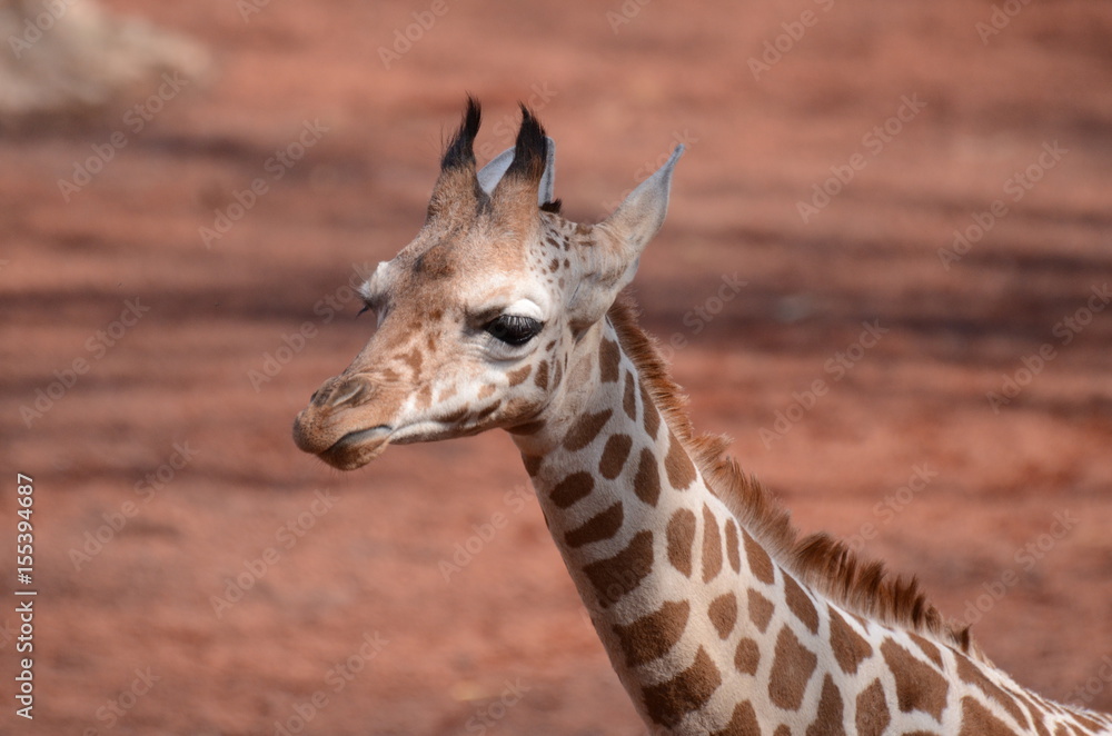 Naklejka premium アミメキリン