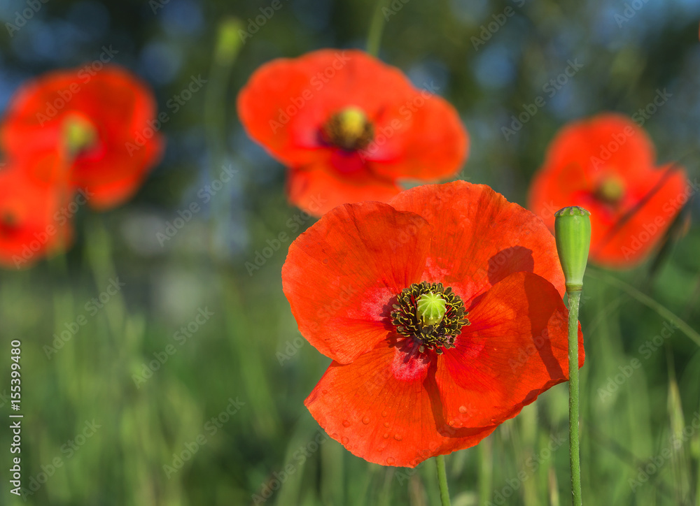 Red field poppies grow in the green grass, summer morning Red field poppies grow in the green grass, summer morning