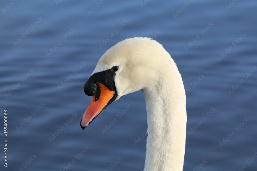 Swan head closeup Swan head closeup