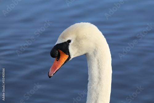 Swan head closeup