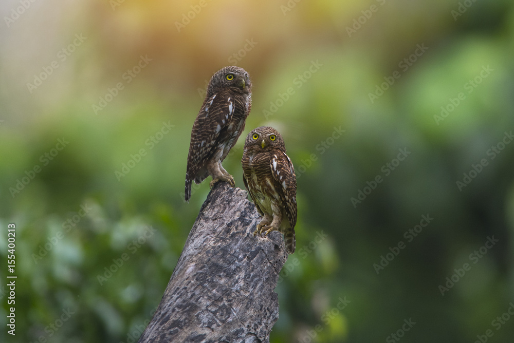Asian barred owlet Asian barred owlet